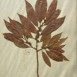 Dodecadenia grandiflora Diğer