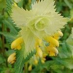 Rhinanthus alectorolophus Çiçek