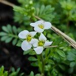 Hornungia alpina Flower