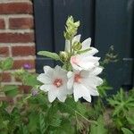 Althaea officinalis Цветок