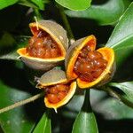 Pittosporum coccineum Fruchs