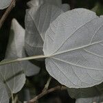 Croton yucatanensis Blomma