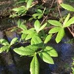 Rhododendron canescens Hoja