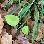 Viola collina Leaf