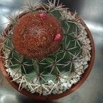 Melocactus matanzanus Květ