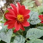 Dahlia × hortensis Květ