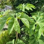 Tetrapanax papyrifer 叶