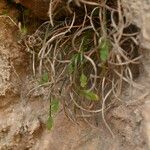 Asplenium seelosii Hoja