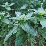 Mercurialis annua List