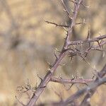 Terminalia prunioides ᱪᱷᱟᱹᱞᱤ