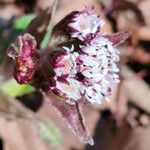 Petasites pyrenaicusFlower