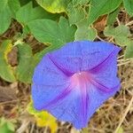 Ipomoea indicaΛουλούδι