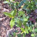 Rhamnus prinoides List