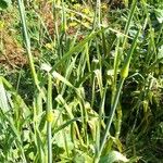 Allium ascalonicum List