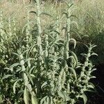 Meiosperma bracteatum Συνήθη χαρακτηριστικά