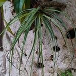 Tillandsia utriculata Leaf