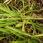 Urochloa eminii Blad