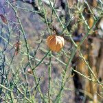 Cardiospermum halicacabum Fruit