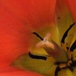 Tulipa undulatifolia Blüte