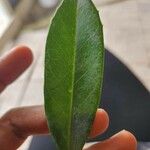 Ilex cassine Hoja