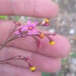 Talinum paniculatum Çiçek