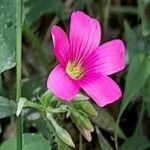 Oxalis debilis Flor