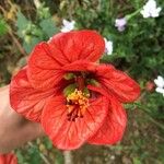 Abutilon striatum Flower