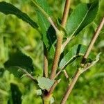 Salix eriocephala Bark