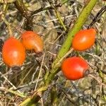 Rosa rubiginosa Fruit