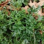 Mauranthemum paludosum Blatt