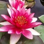 Nymphaea candida Flower