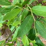 Vaccinium angustifolium Plod