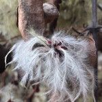 Clematis vitalba Fruit