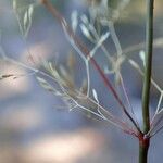 Agrostis stolonifera Plante entière