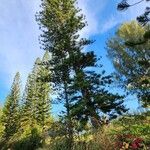 Araucaria columnaris Hábito
