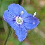 Veronica fruticans Blomma