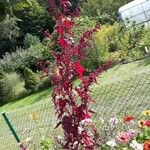 Atriplex hortensis Natur