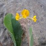 Scorpiurus subvillosus फूल