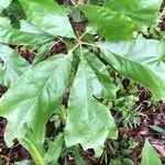 Quercus falcata Leaf