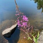 Epilobium angustifoliumFlors