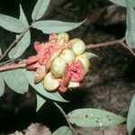 Xylopia crinita Φρούτο