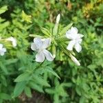 Saponaria officinalis Flower