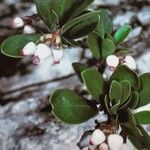 Arctostaphylos uva-ursi Fruto