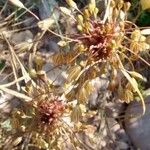 Allium oleraceum Fruit