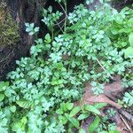 Nemophila parviflora Характер