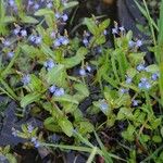 Veronica beccabunga Flower