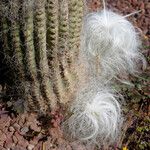 Cephalocereus senilis Bark