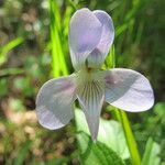 Viola jordanii Virág