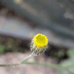 Hieracium maculatum Цвят