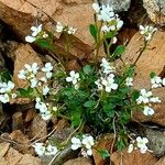 Cardamine resedifolia Λουλούδι